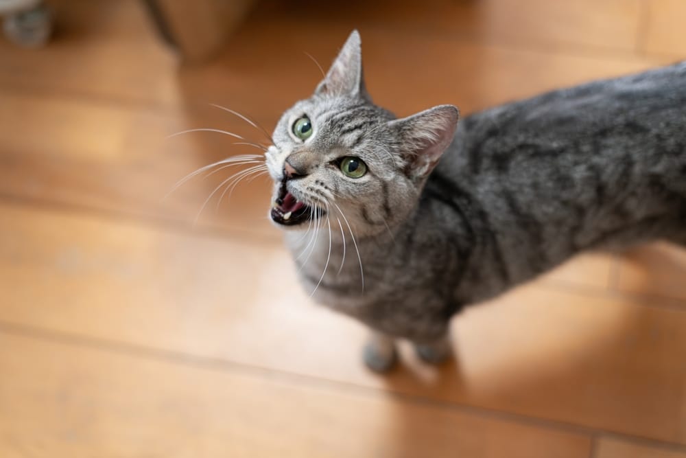 Warum maunzen manche Katzen vor dem Gang zum Katzenklo?
