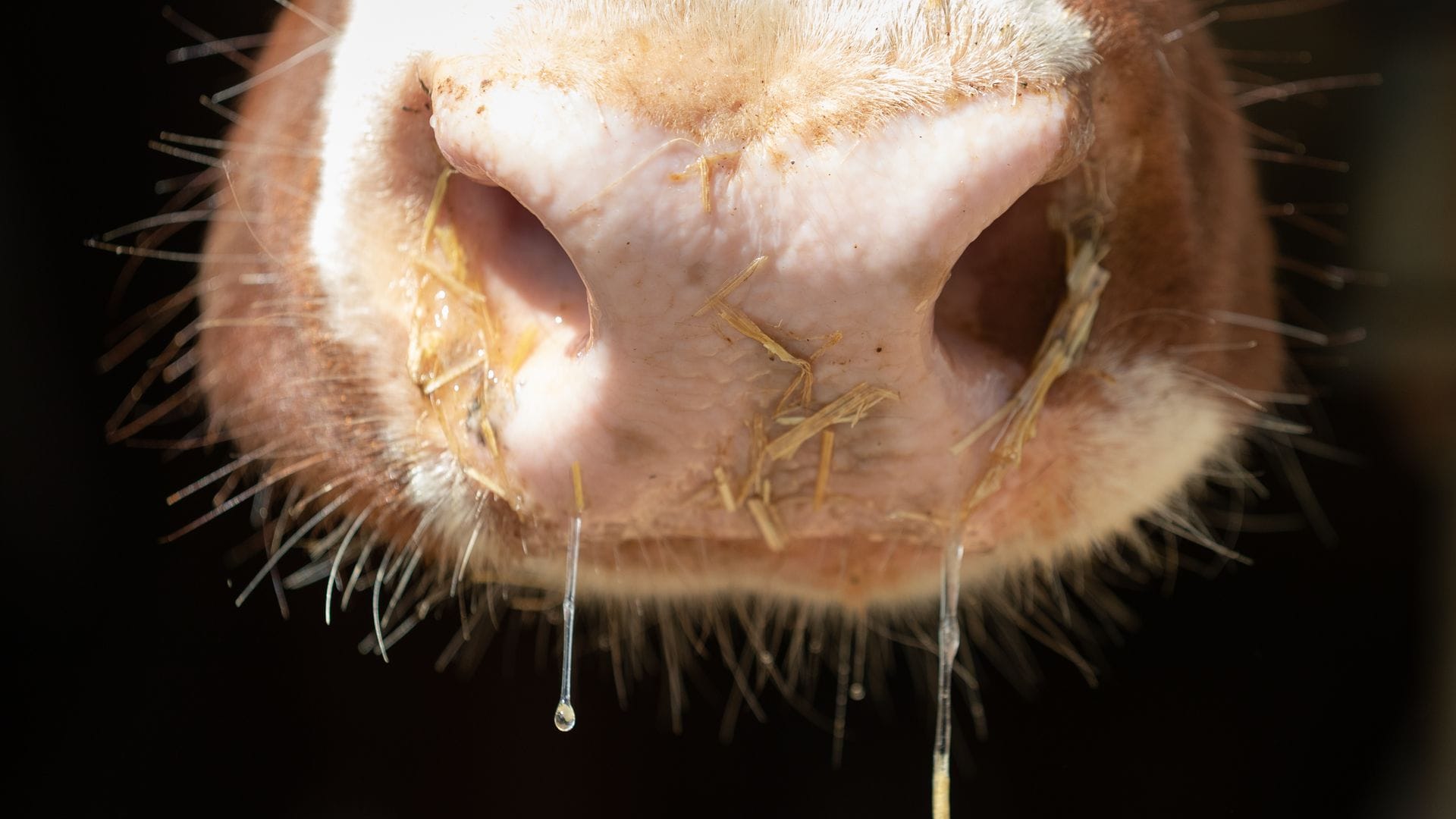 Auch in Deutschland besteht Sorge vor der Rinderkrankheit Lumpy Skin Disease. (Symbolbild)