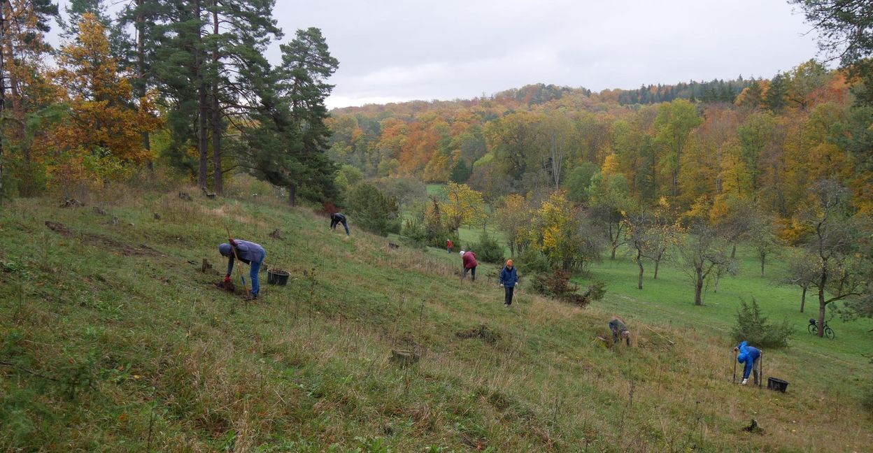 Mit Spaten wurde das Zuwachsen des Naturdenkmals verhindert. Bild: z