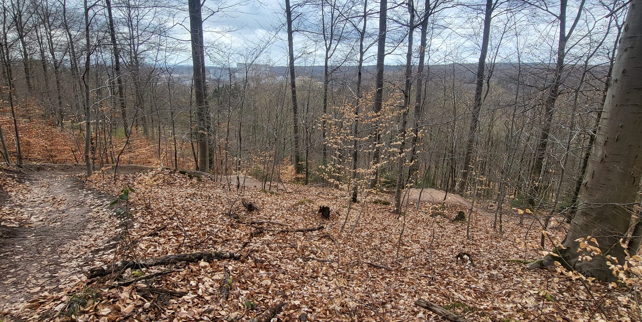 Eine der im Sindelfinger Wald entdeckten, unerlaubt angelegten Mountainbike-Strecken.