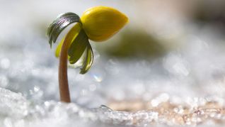 Wenn es wieder wärmer wird, erwacht die Natur.