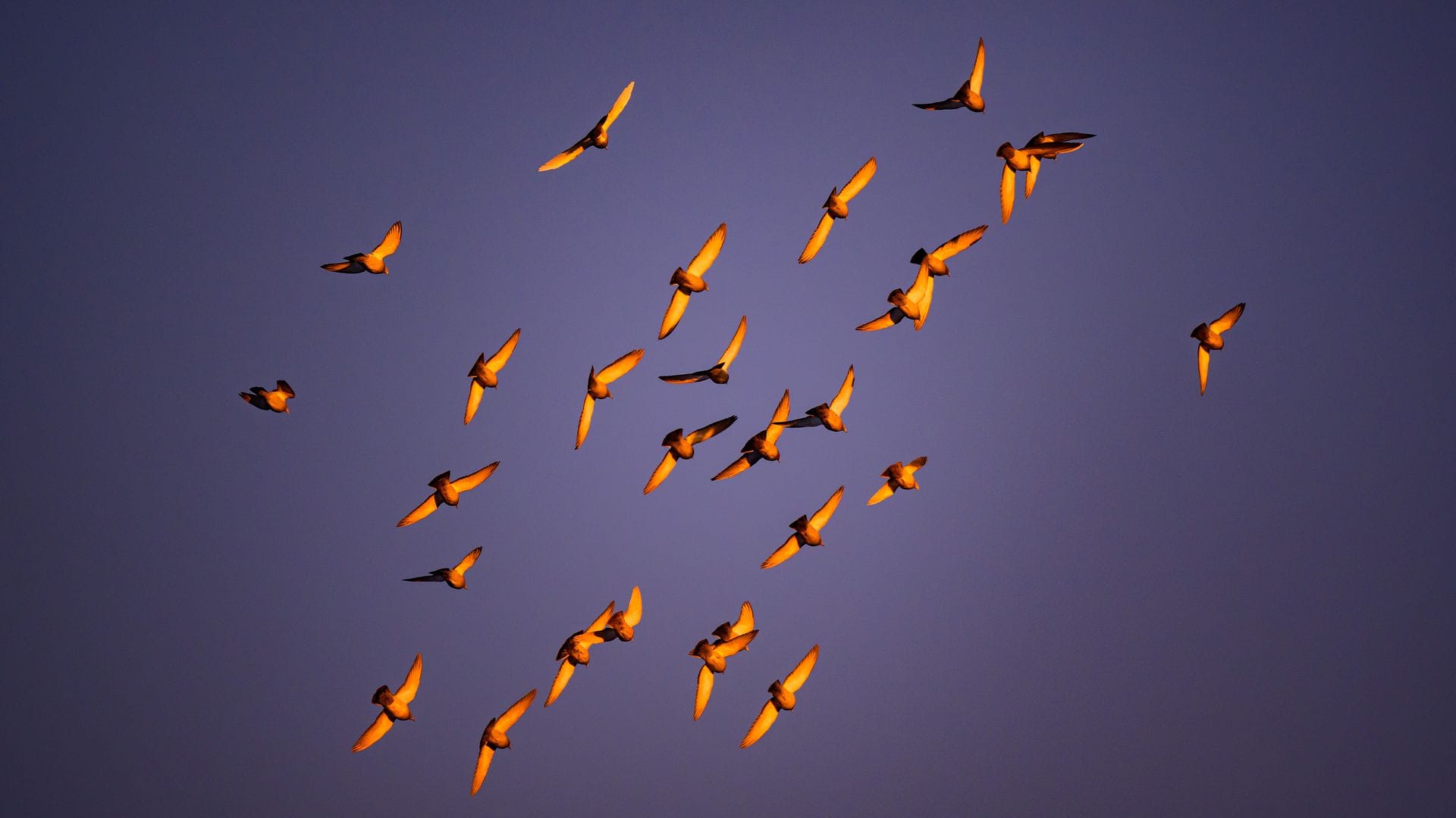 In der Dämmerung stimmen viele Vogelarten zum Morgenkonzert ein. (Archivbild)