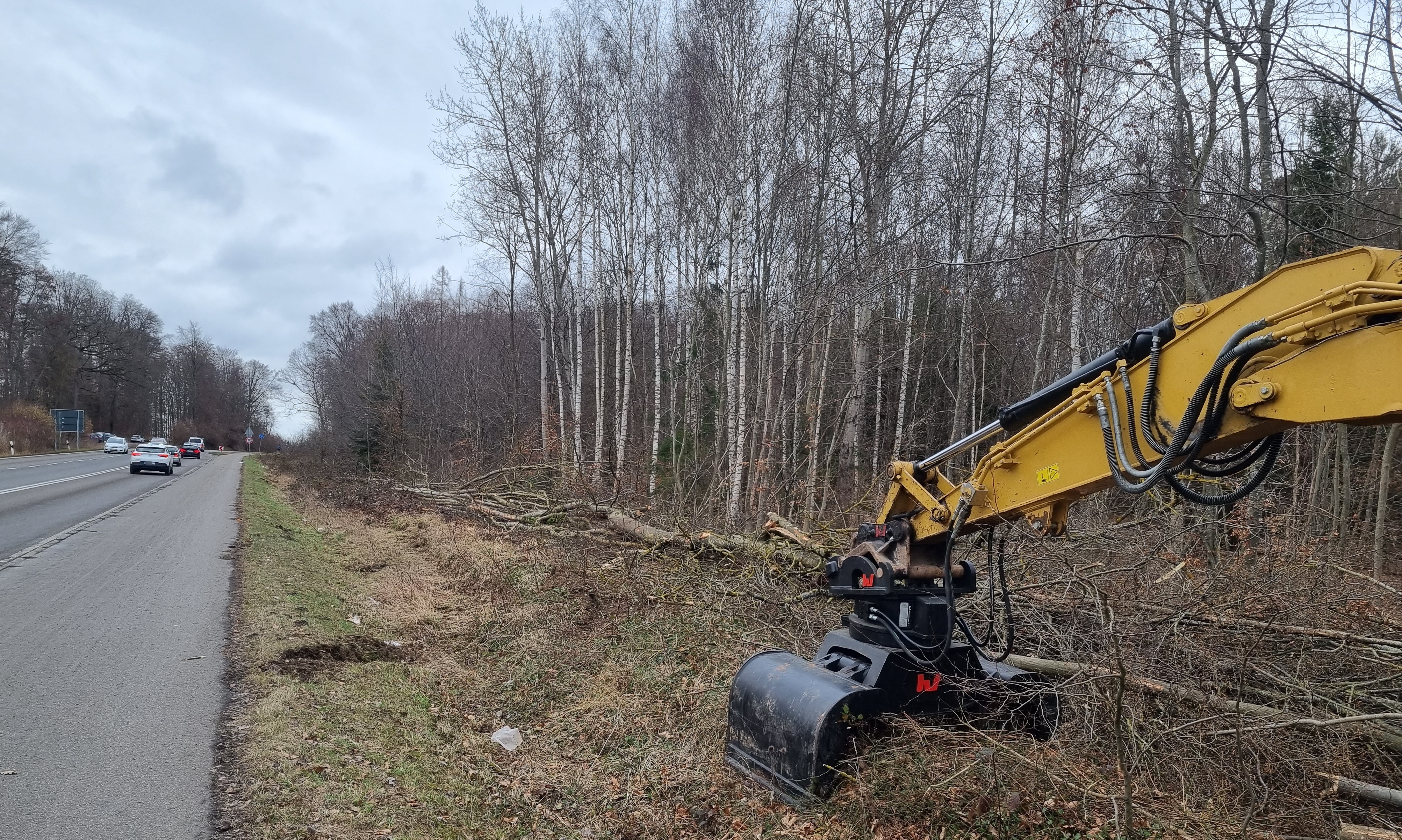Wild sieht es aus am Straßenrand auf dem Holzgerlinger First: Die Eschen, die dort gestanden sind, mussten wegen Pilzbefalls gefällt werden. Bild: Hamann