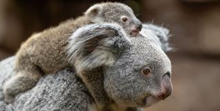 Erstmals zeigt sich der Koala-Nachwuchs in Stuttgart.