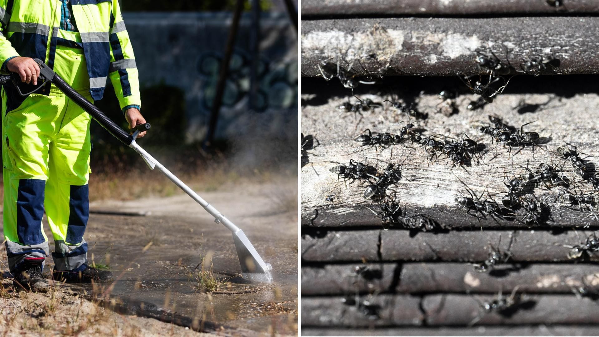 In Kehl bekämpfen Mitarbeiter der Stadt die Kolonien der invasiven Ameisenart Tapinoma magnum mit einem Heißwasser-Gerät. Diese Methode will nun auch Tübingen an den betroffenen Stellen testen.
