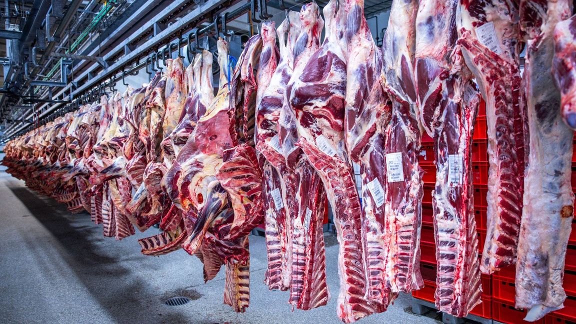 Nach Jahren rückläufiger Schlachtungen ist die Zahl der Schweineschlachtungen im vergangenen Jahr wieder leicht gestiegen. (Archivfoto)