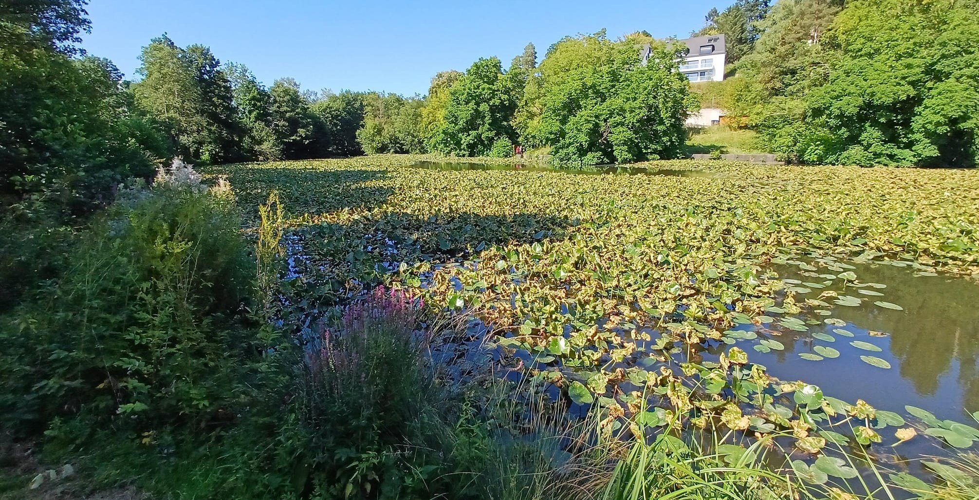 Wenn der Betrachter vor lauter Seerosen die Wasseroberfläche nicht sieht, befindet er sich am Kleinen Klostersee.
