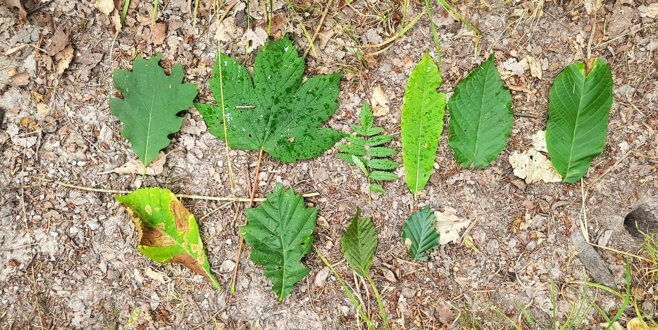 Natürlicher Mischwald: Zehn verschiedene Baumarten wachsen hier bereits an einigen Standorten.