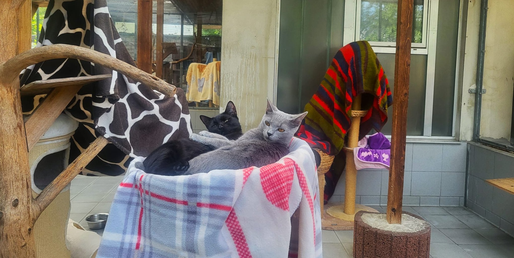 Wer sich ehrenamtlich betätigen möchte kann als Gassigeher oder Katzenstreichler anfangen.