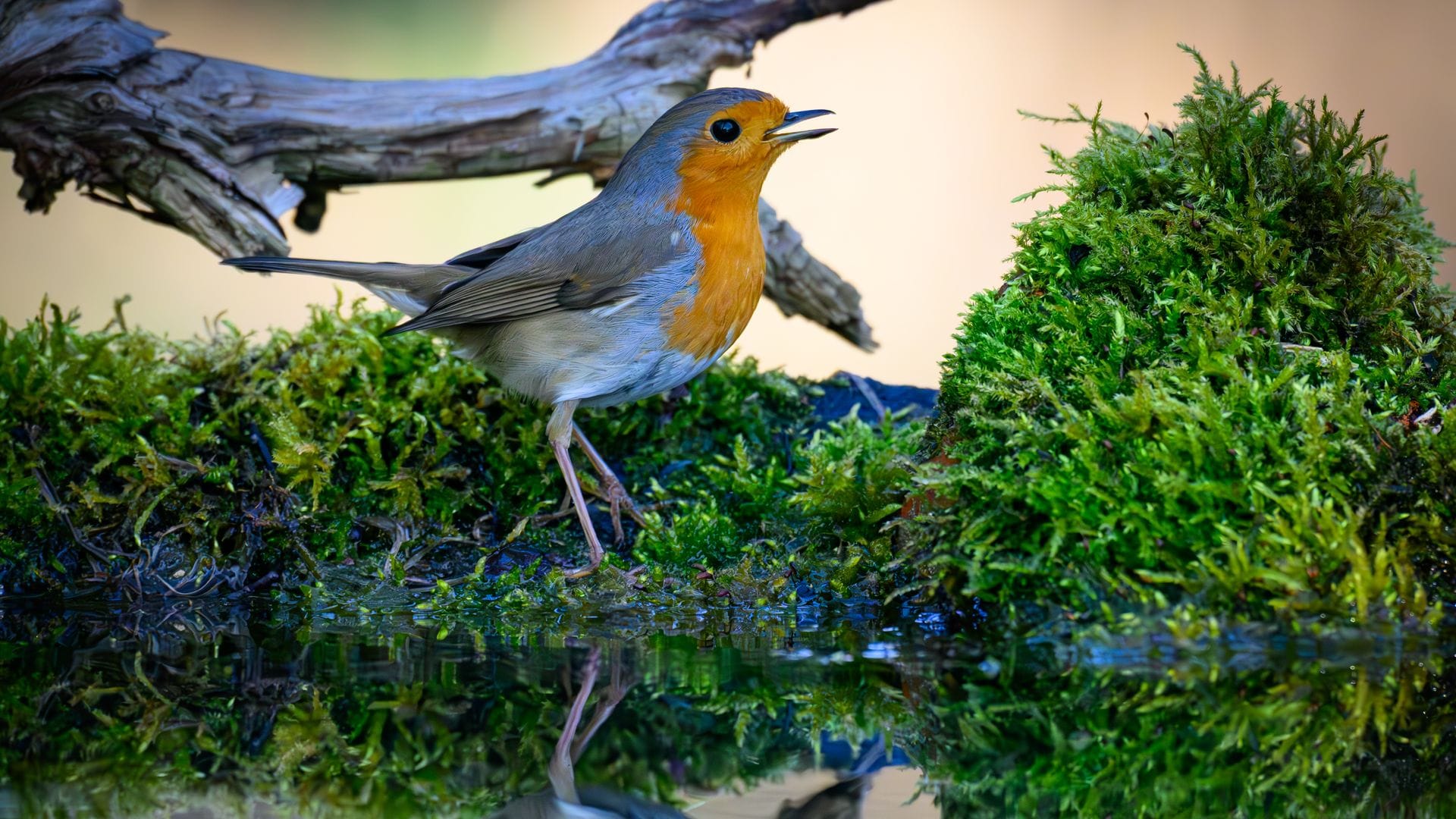 Der Gesang des Rotkehlchens ist eine Abfolge hoher Töne, die laut Nabu in einer perlenden Strophe enden. (Symbolbild)
