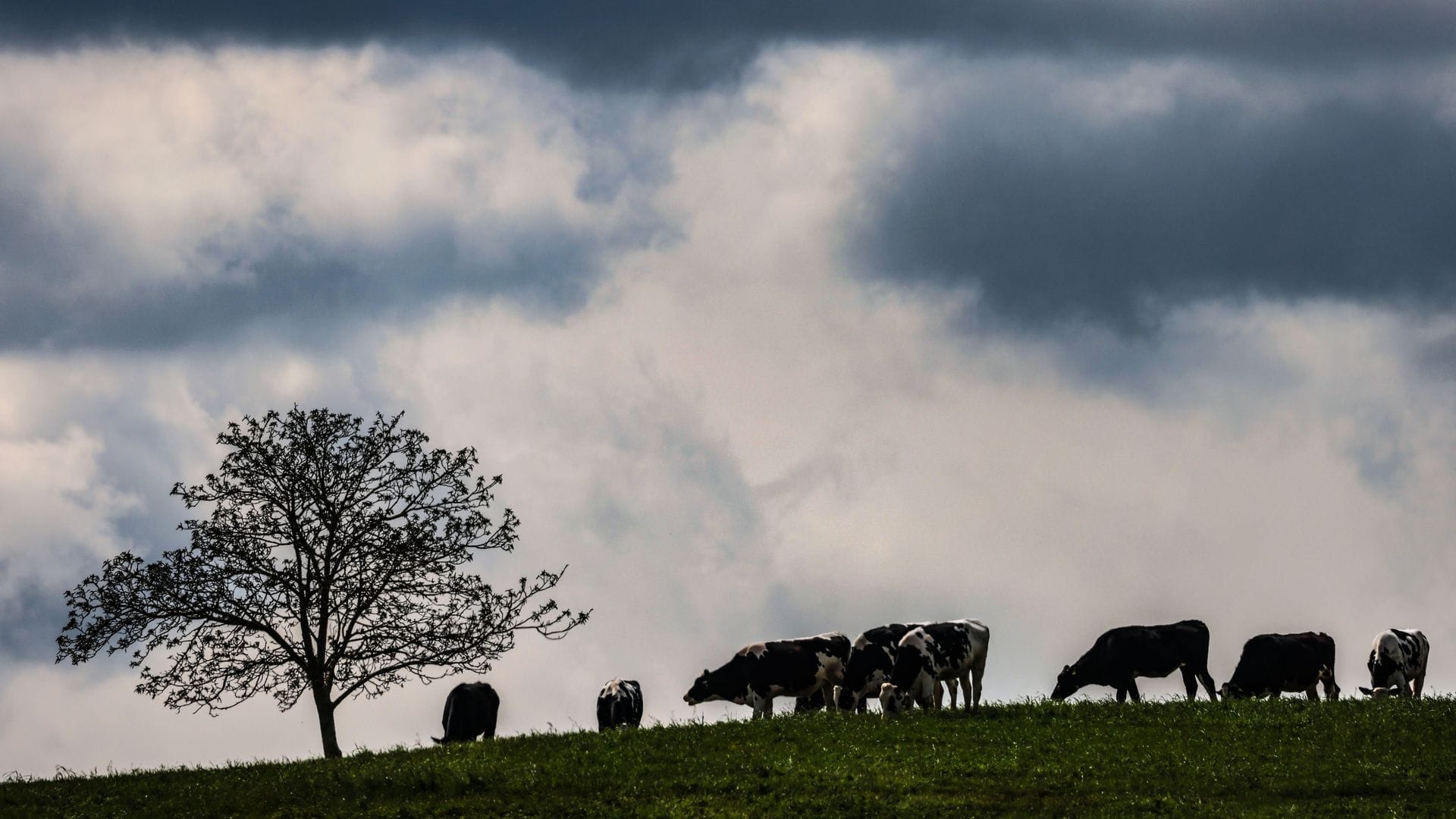 Zwischen dem Alpenrand und der Lausitz werden laut DWD am Montag teils starke Gewitter erwartet. (Archivbild)