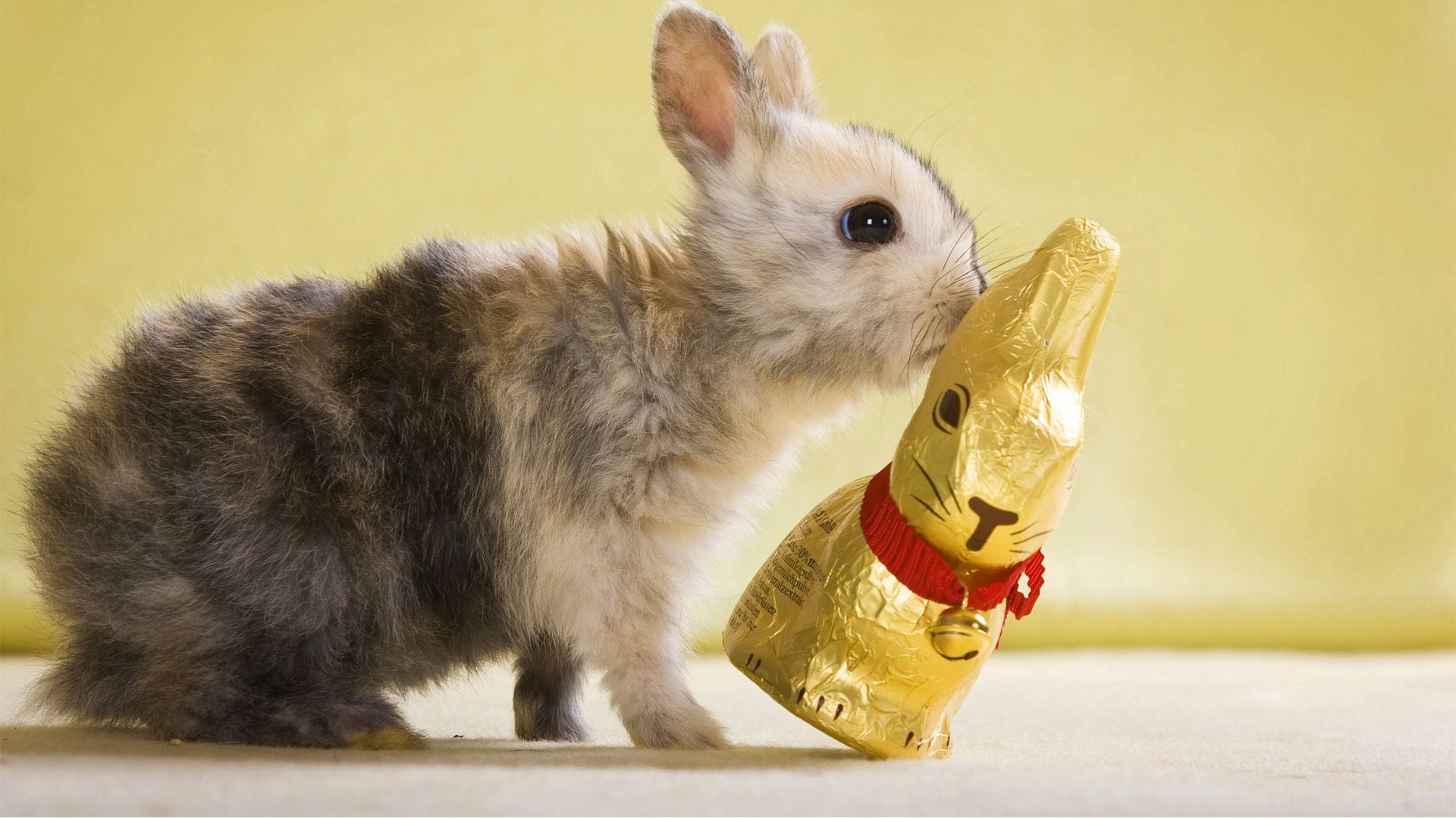 Wer liebt keine Schocki-Osterhasen? Doch dieses Jahr sind die Leckereien  so teuer, dass mancher bei der verzehrten Menge sparen muss.