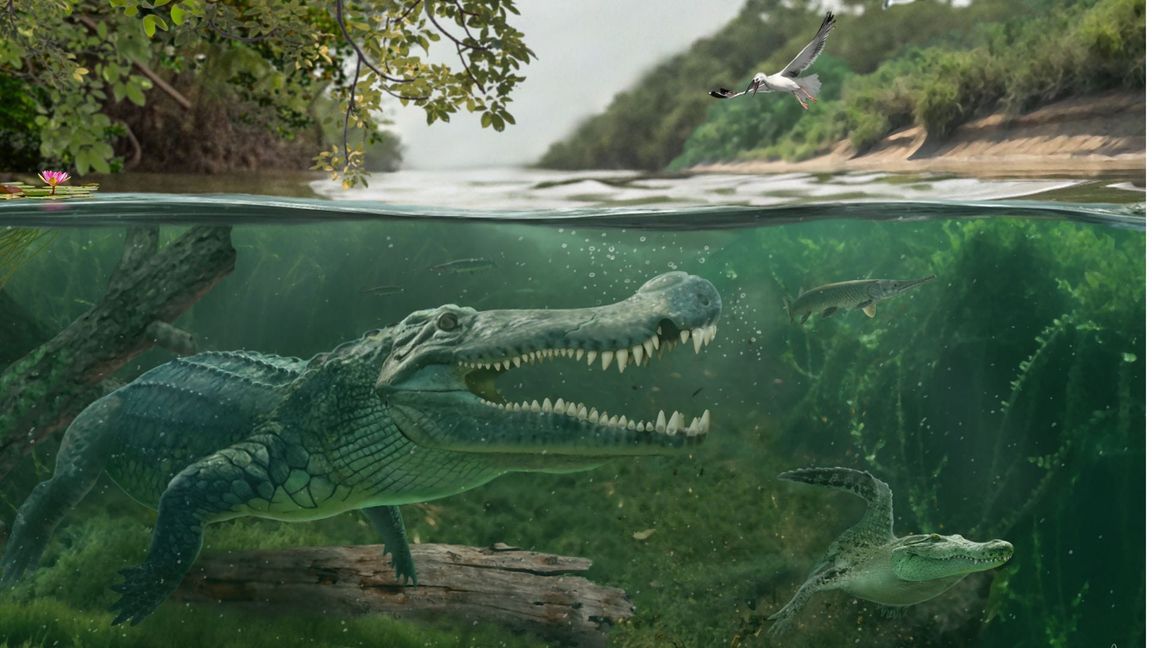 Spätkreidezeitliche Begegnung in den südwestlichen Küstensümpfen der Western Interior Seaway: Links Deinosuchus riograndensis, rechts ein früher Alligatoroide