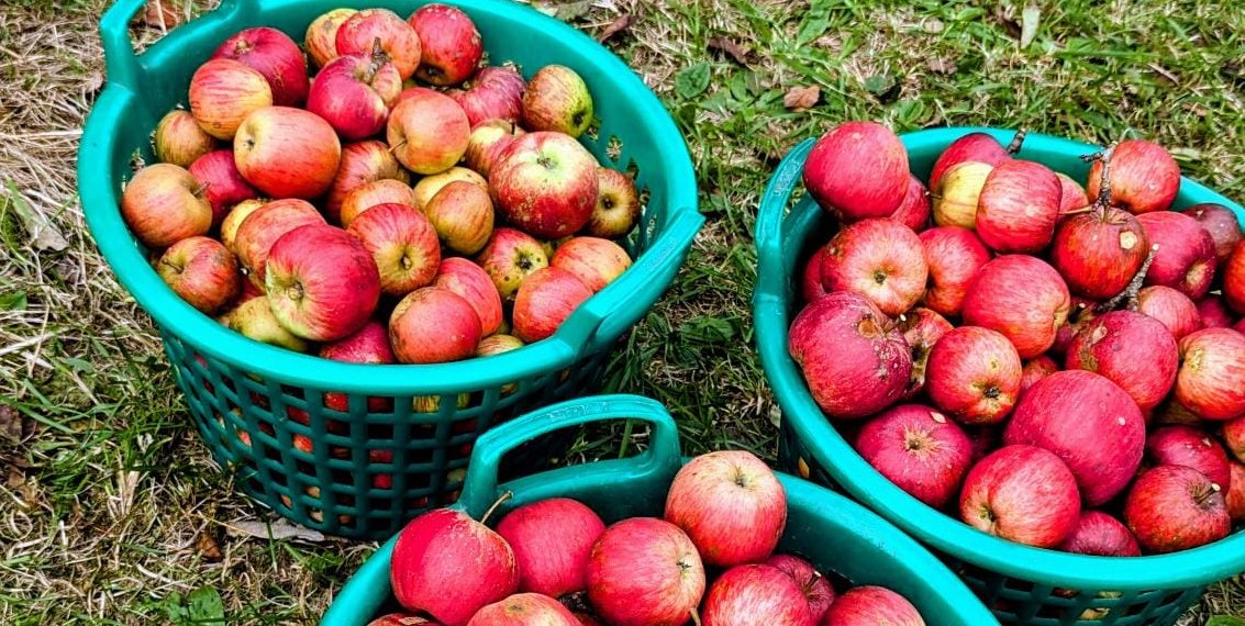 Apfelernte auf der Streuobstwiese