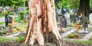 Auf dem Waldfriedhof Böblingen schlug der Blitz in einen Mammutbaum ein und zerfetzte ihn regelrecht.