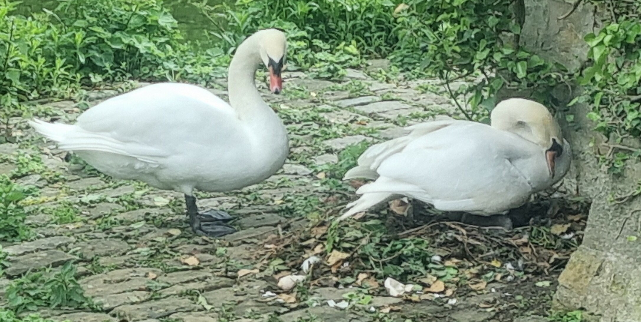 Hänsel und Gretel im Elternglück.