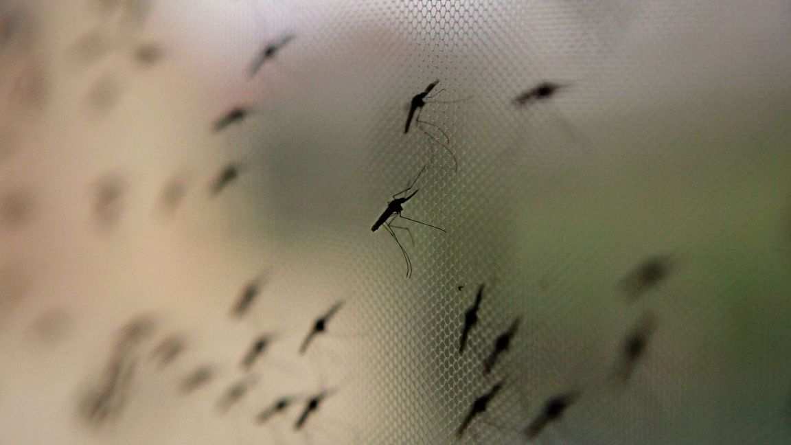 Die Anopheles-Mücke umfasst weltweit sehr viele verschiedene Arten.