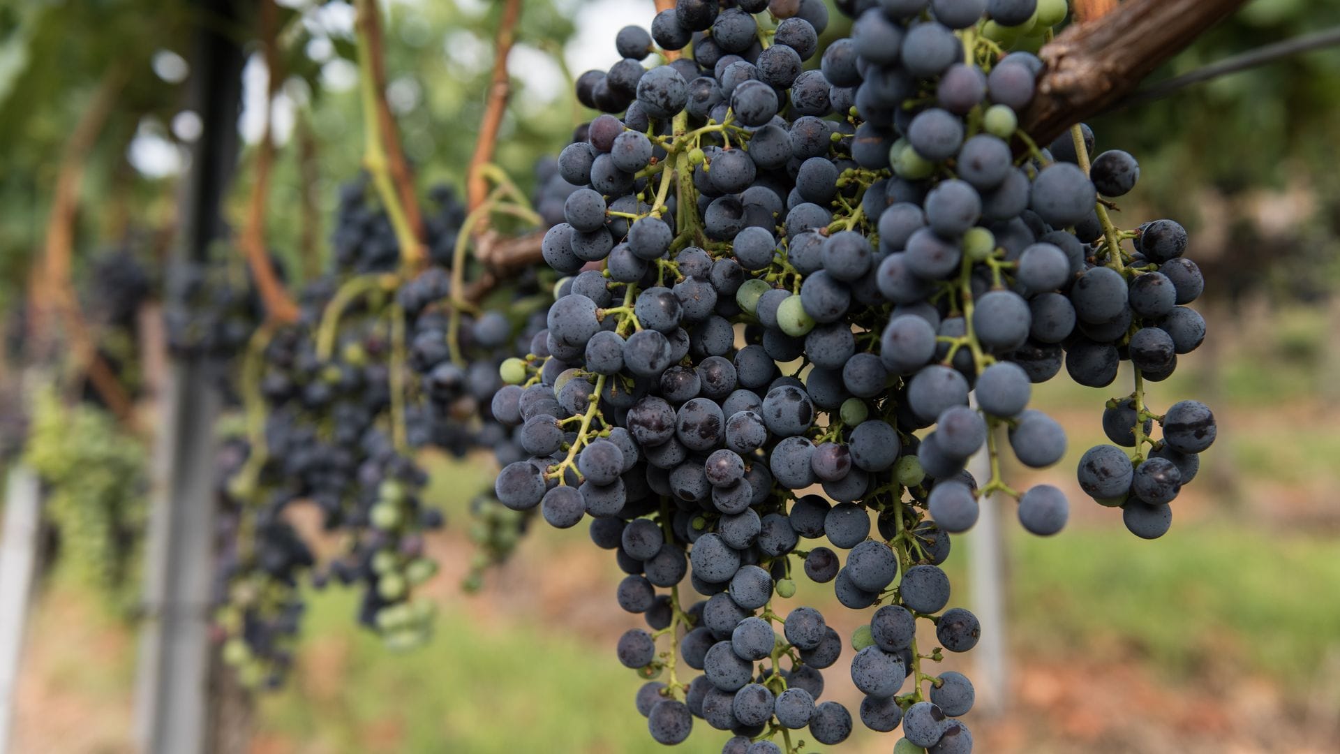 Die Merlot-Anbaufläche ist 2025 gegen den Trend gewachsen. (Symbolbild)