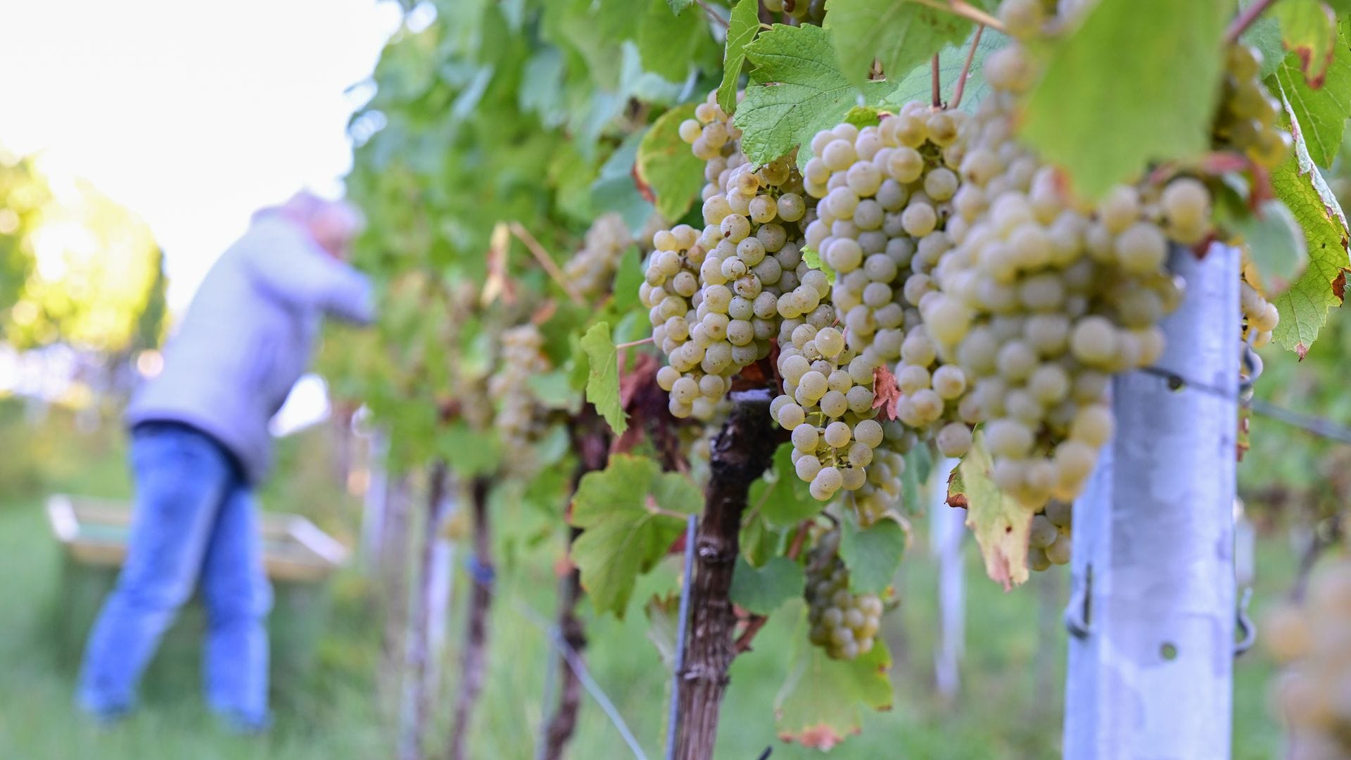 Der Chardonnay-Anbau hat 2025 unter den konventionellen Rebsorten am stärksten zugelegt. (Archivbild)