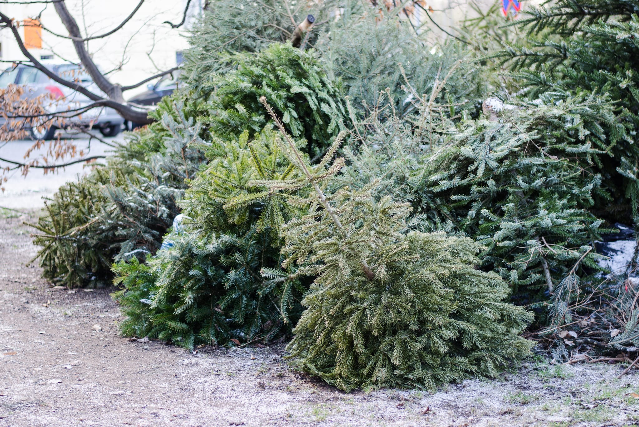 Alles hat ein Ende: Anfang des Jahres haben die Weihnachtsbäume vom vergangenen Fest ausgedient.