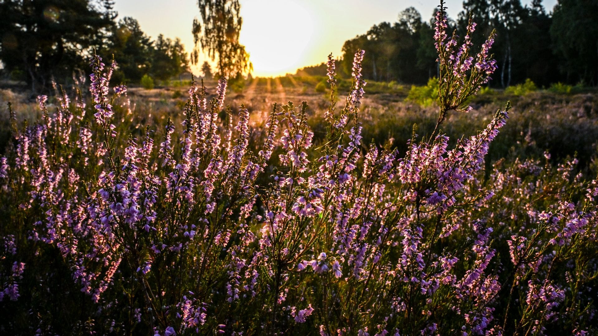 Die Sonne muss sich in den kommenden Tagen den Platz am Himmel öfter mit Wolken teilen.