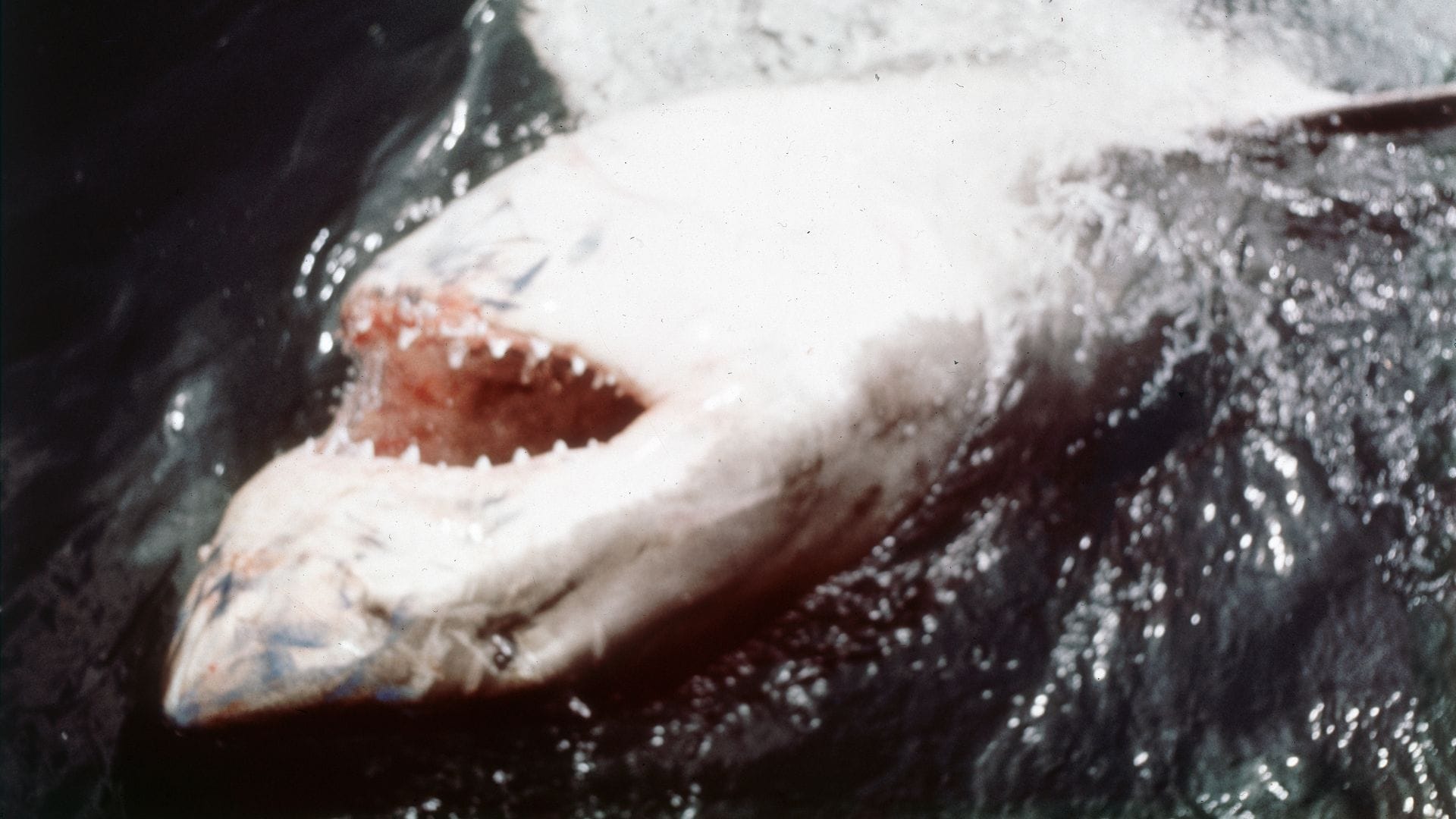 In den vergangenen Jahren ist das durch "Der weiße Hai" transportierte Bild von den Raubfischen als grausamen Fressmaschinen korrigiert worden. (Archivbild)