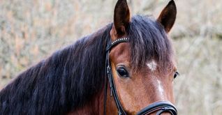Blitz ist 2019 geboren und ist im vergangenen Dezember in seine Box in Sindelfingen gezogen.Bild: z