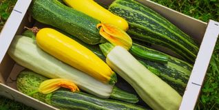 Zucchini aus der Region: frisch geerntet, vielseitig und ein echter Küchenheld bis in den Herbst.