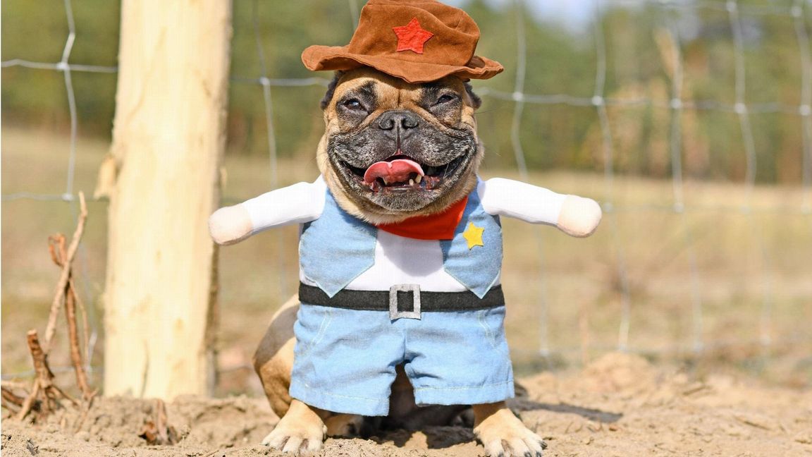 Französische Bulldogge als Sheriff verkleidet: Das ist weder lustig noch artgerecht, sondern einfach nur saublöd!