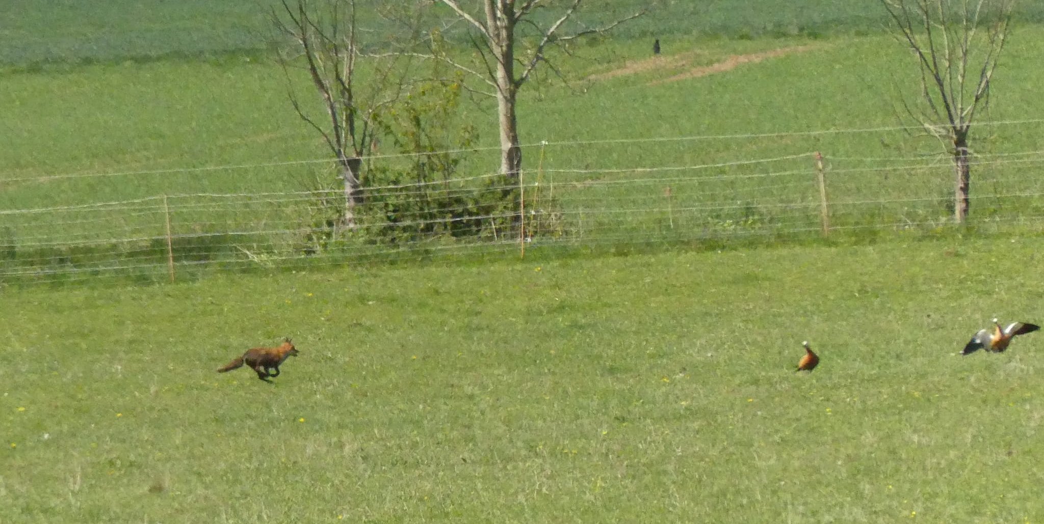 Fuchs, du hast die Gans gestohlen? Indiesem Fall geht es auf den den Kiebitz.