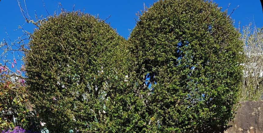 Ein Baum wie ein Herz geschnitten.  Im Kreis Böblingen gibt es eine neue Selbsthilfegruppe.