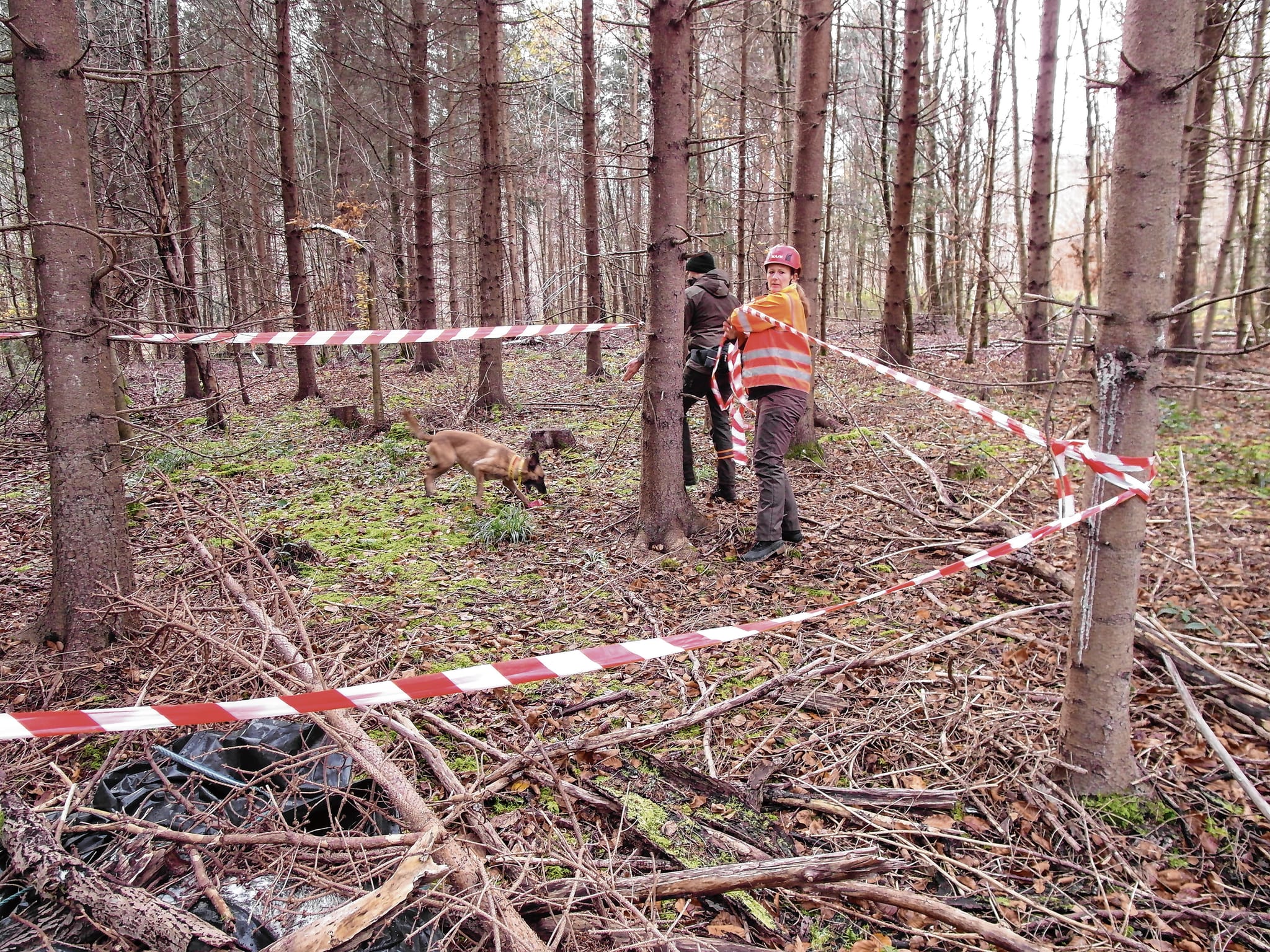 Bei der Bekämpfung der Afrikanischen Schweinepest ist es wichtig, aufgefundene Wildschweinkadaver zu sichern, um eine Verbreitung der Infektion zu verhindern - dies wird auch bei der Übung simuliert.