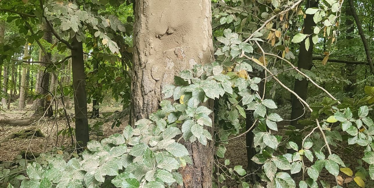 Nur bei genauem Hinsehen zeigen sich Reste der Kalkung auf Blättern und Baumstämmen.