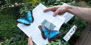Zwei Blaue Morphofalter (Morpho peleides) werden im Schmetterlingshaus freigelassen.