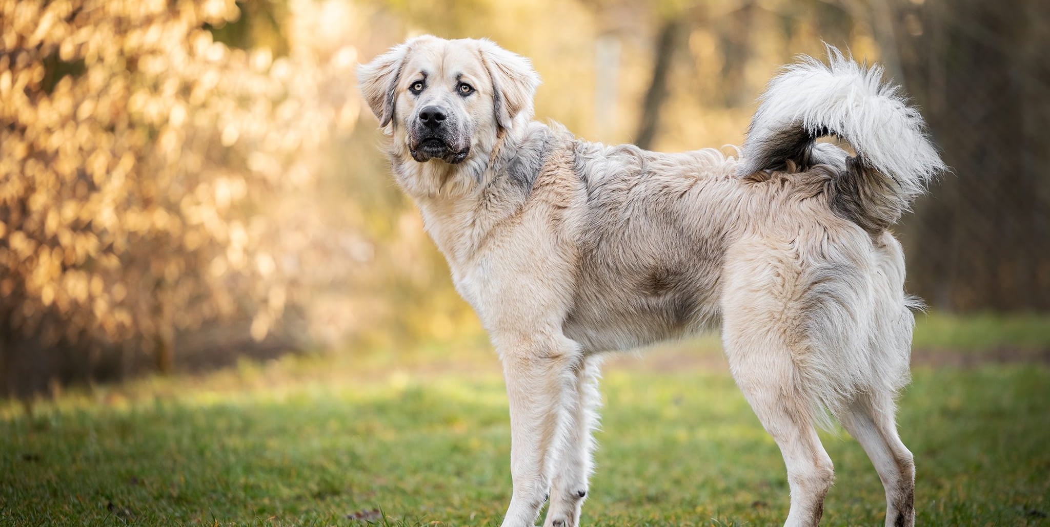 Das ist Hund Tayo, der im Kreistierheim auf ein neues Herrchen oder Frauchen wartet.