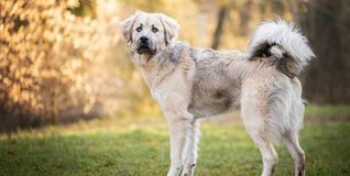 Das ist Hund Tayo, der im Kreistierheim auf ein neues Herrchen oder Frauchen wartet.