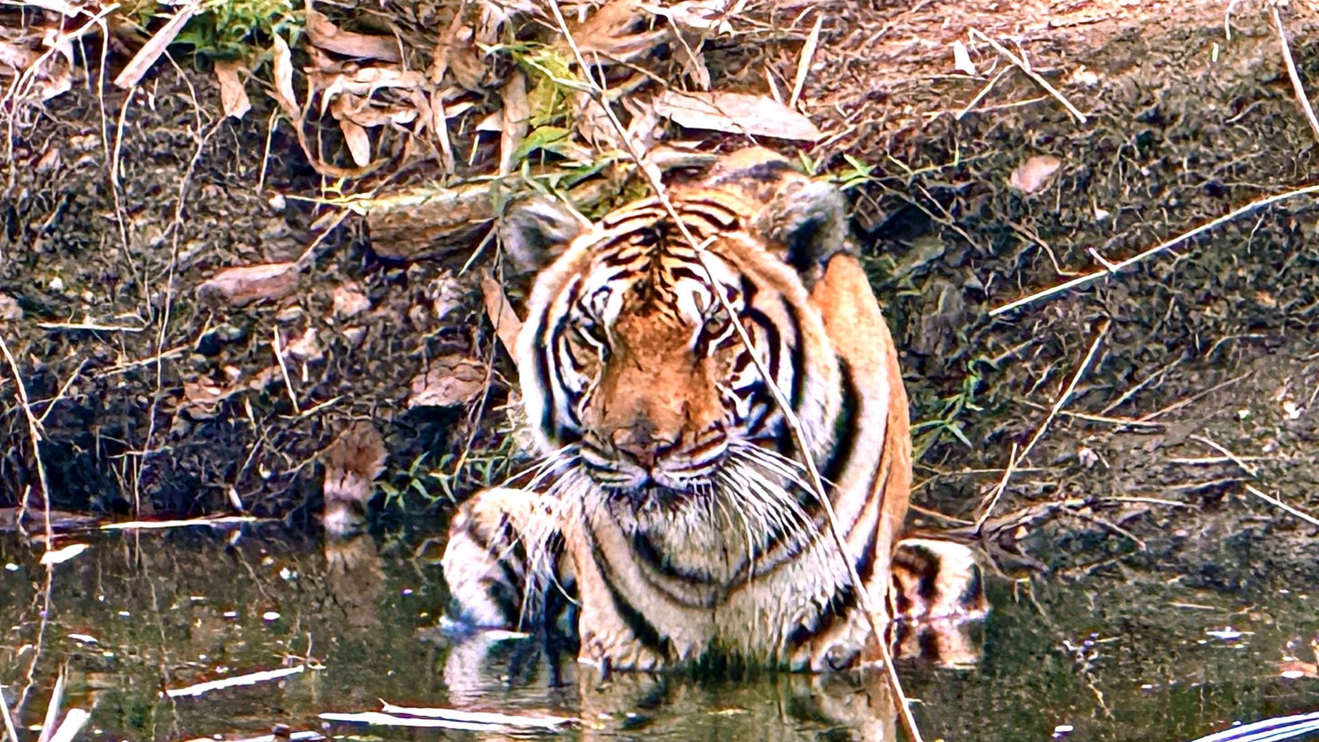 Innerhalb weniger Wochen starben in Nordthailand Dutzende Tiger - offenbar an einem Virus. (Archivbild)