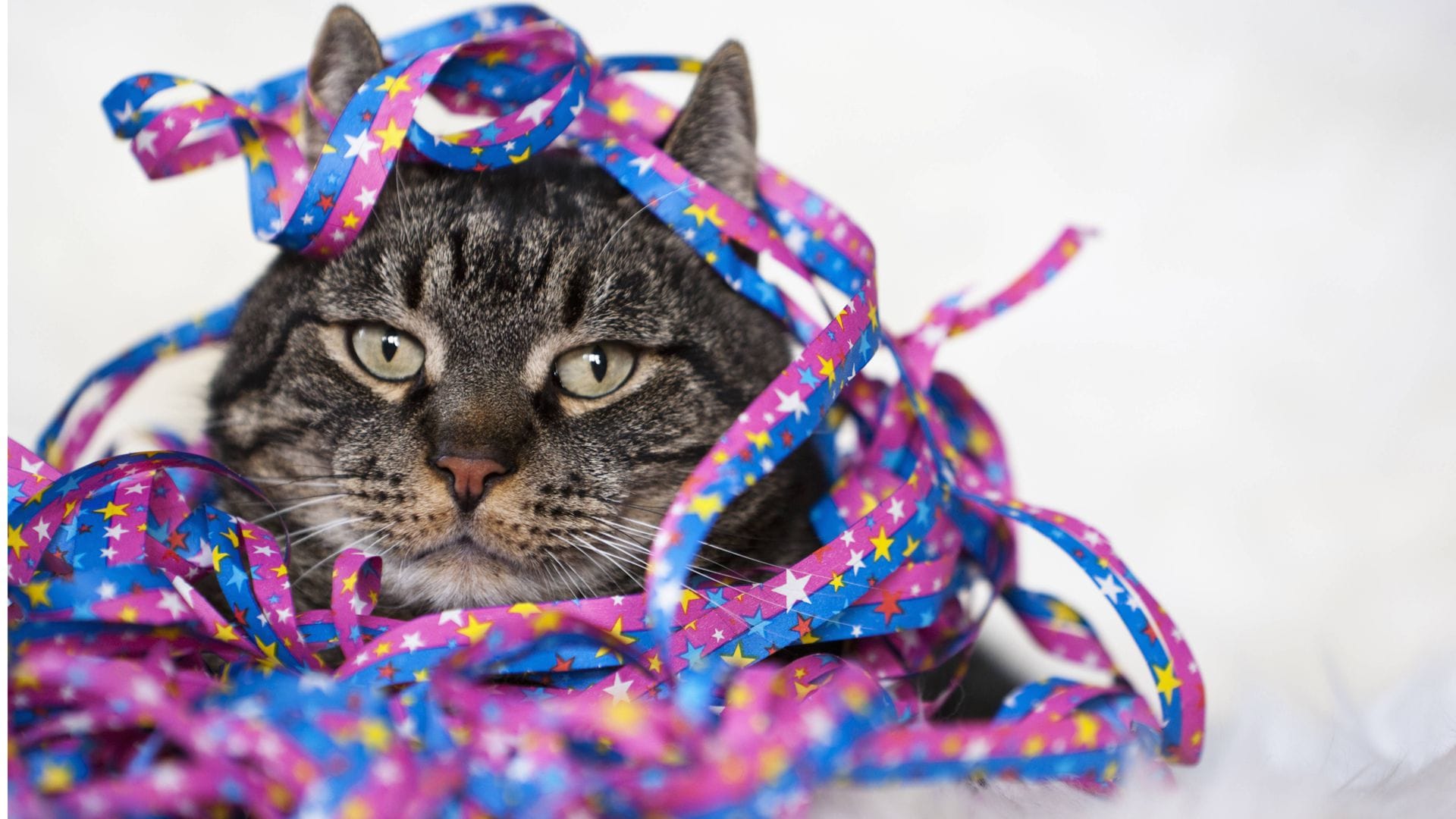 Als Kater oder Katzenjammer bezeichnet man umgangssprachlich das Unwohlsein und die Beeinträchtigung der körperlichen und geistigen Leistungsfähigkeit eines Menschen infolge übermäßigen Alkoholkonsums.