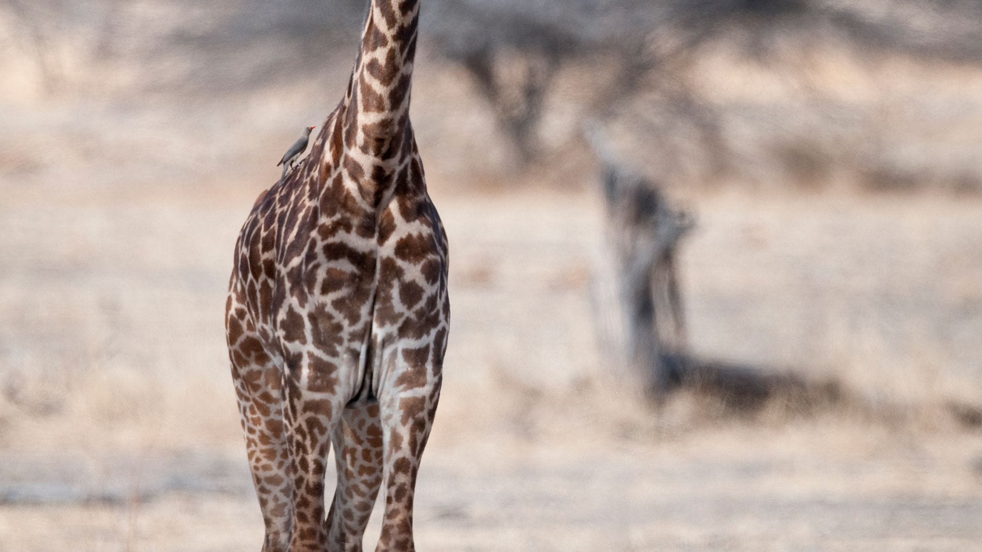 Eine junge Masai-Giraffe