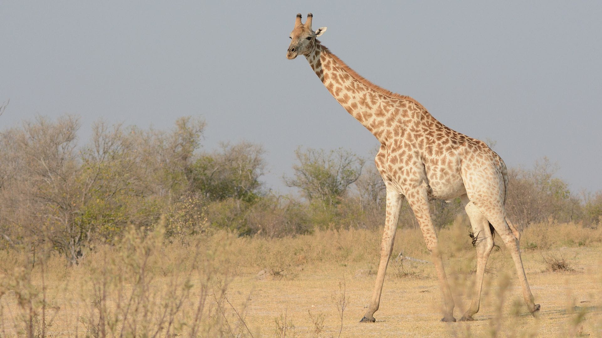Eine Süd-Giraffe