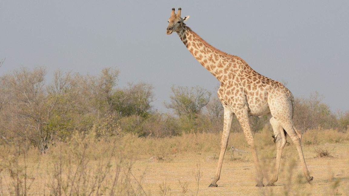 Eine Süd-Giraffe