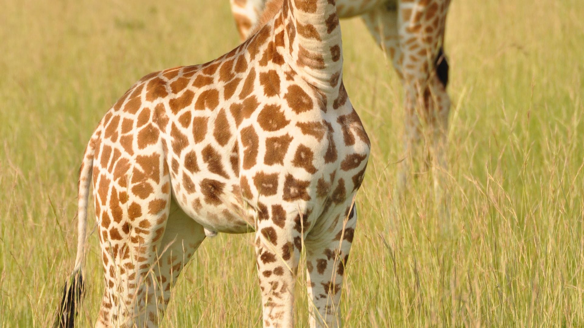Jungtier und Mutter einer Nord-Giraffe