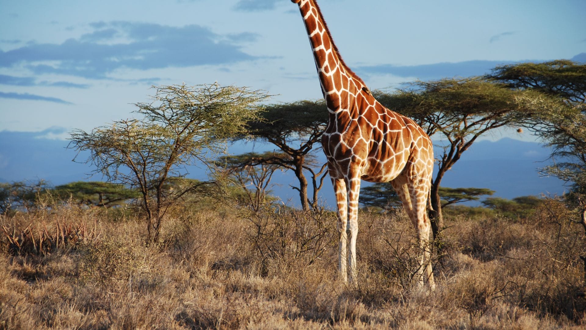 Eine Netz-Giraffe im Samburu National Park, Kenia.