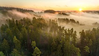 So idyllisch sieht es im Wald in Baden-Württemberg nicht mehr überall aus – der Klimawandel wird spürbar.