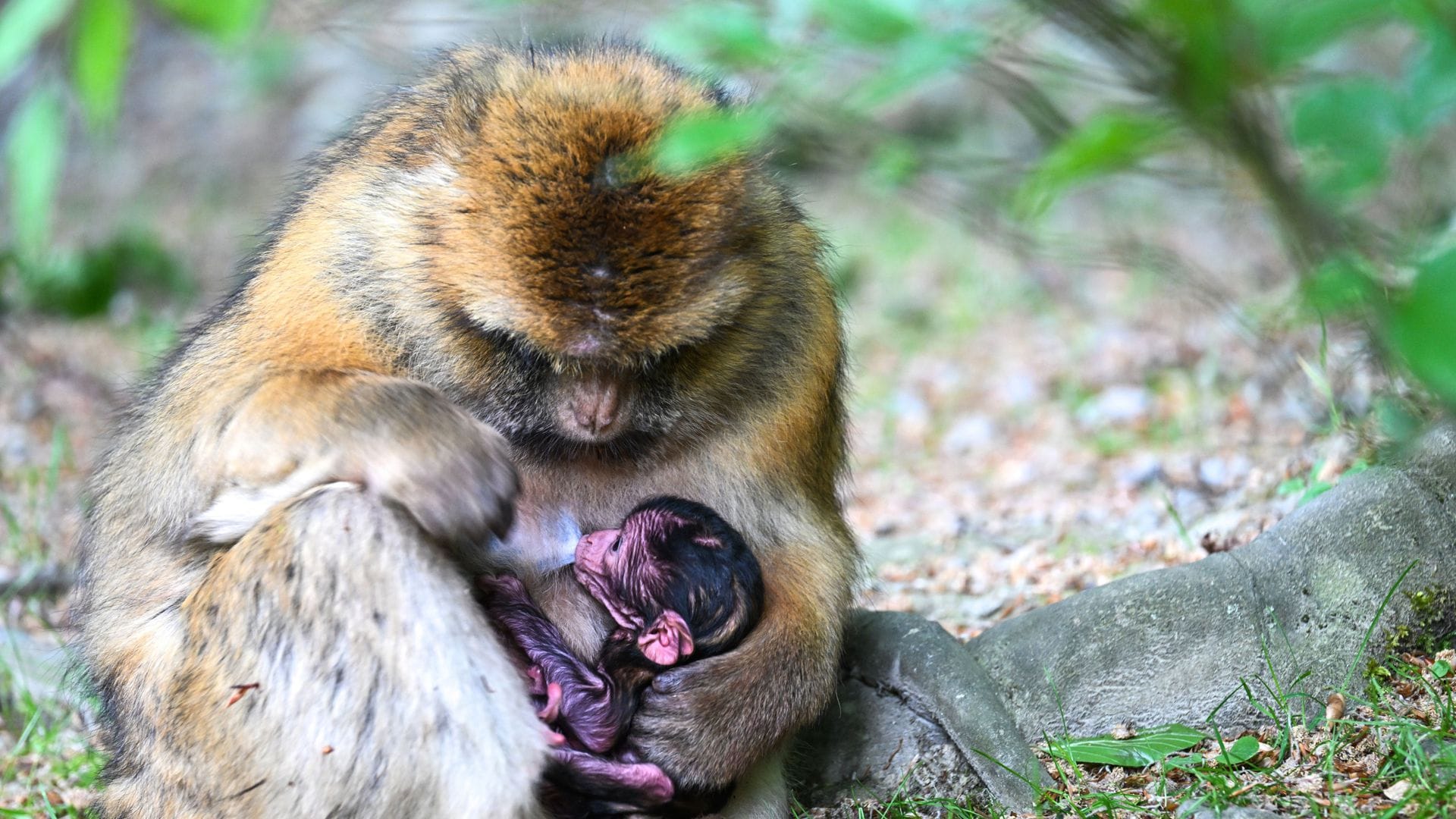 Ein nur wenige Stunden altes Berberaffenbaby liegt in Deutschlands größtem Affenfreigehege, dem Affenberg bei Salem, im Schoß seiner Mutter.