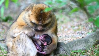 Ein nur wenige Stunden altes Berberaffenbaby liegt in Deutschlands größtem Affenfreigehege, dem Affenberg bei Salem, im Schoß seiner Mutter.