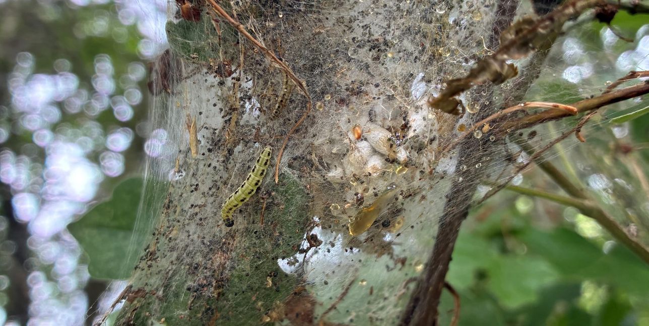 Die Raupe der Gespinstmotte im Netzgeflecht.