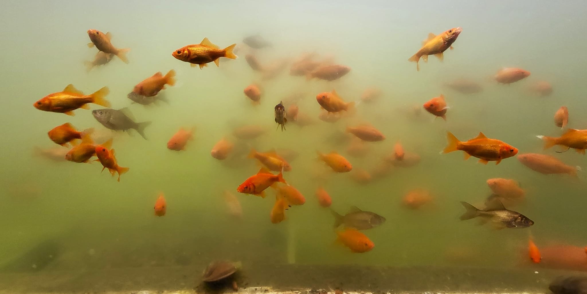 100 Goldfische wurden im Herbst 2025 im Teichkino ausgesetzt