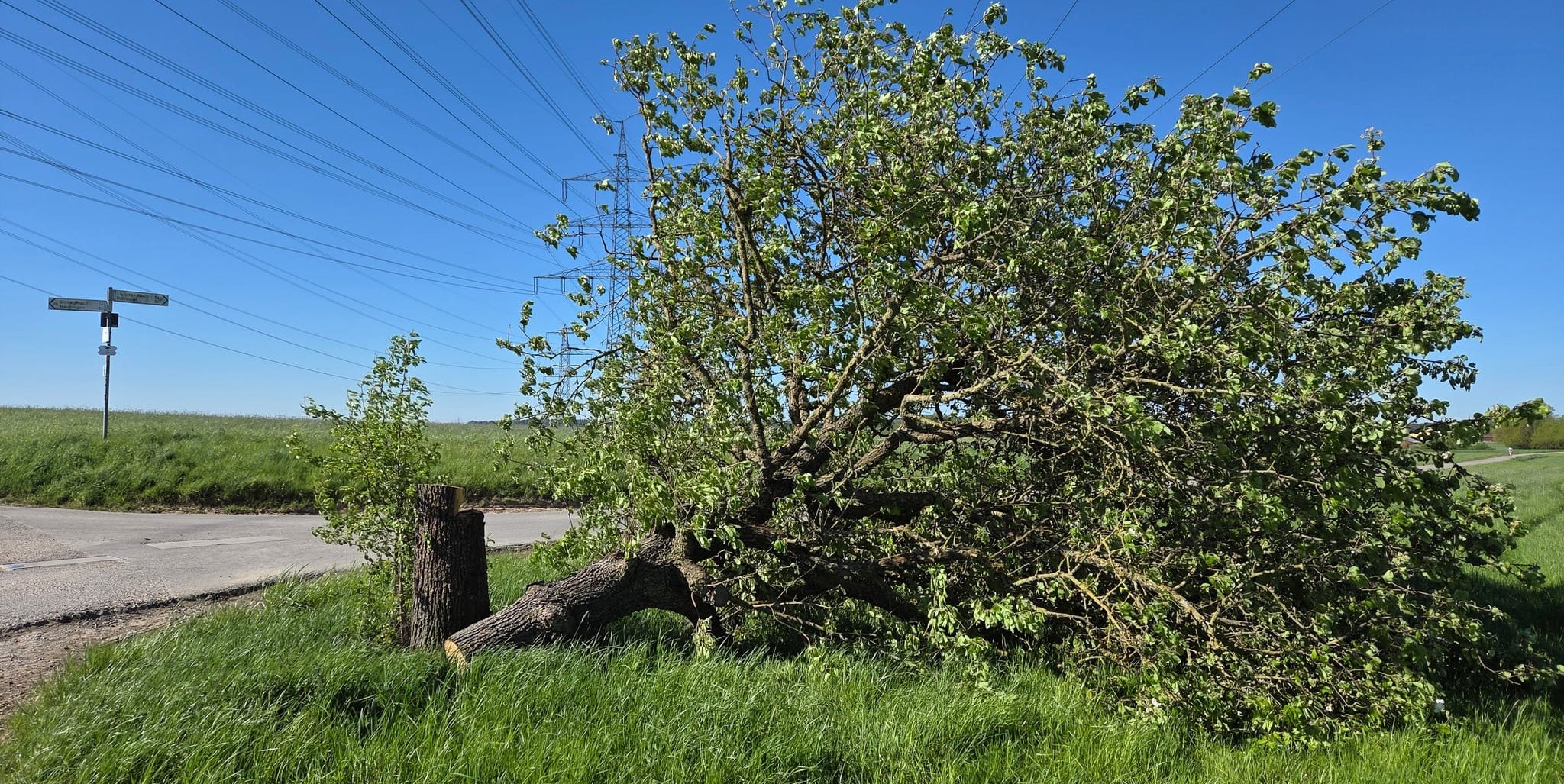 Der abgesägte Baum am Rheinsträßle.