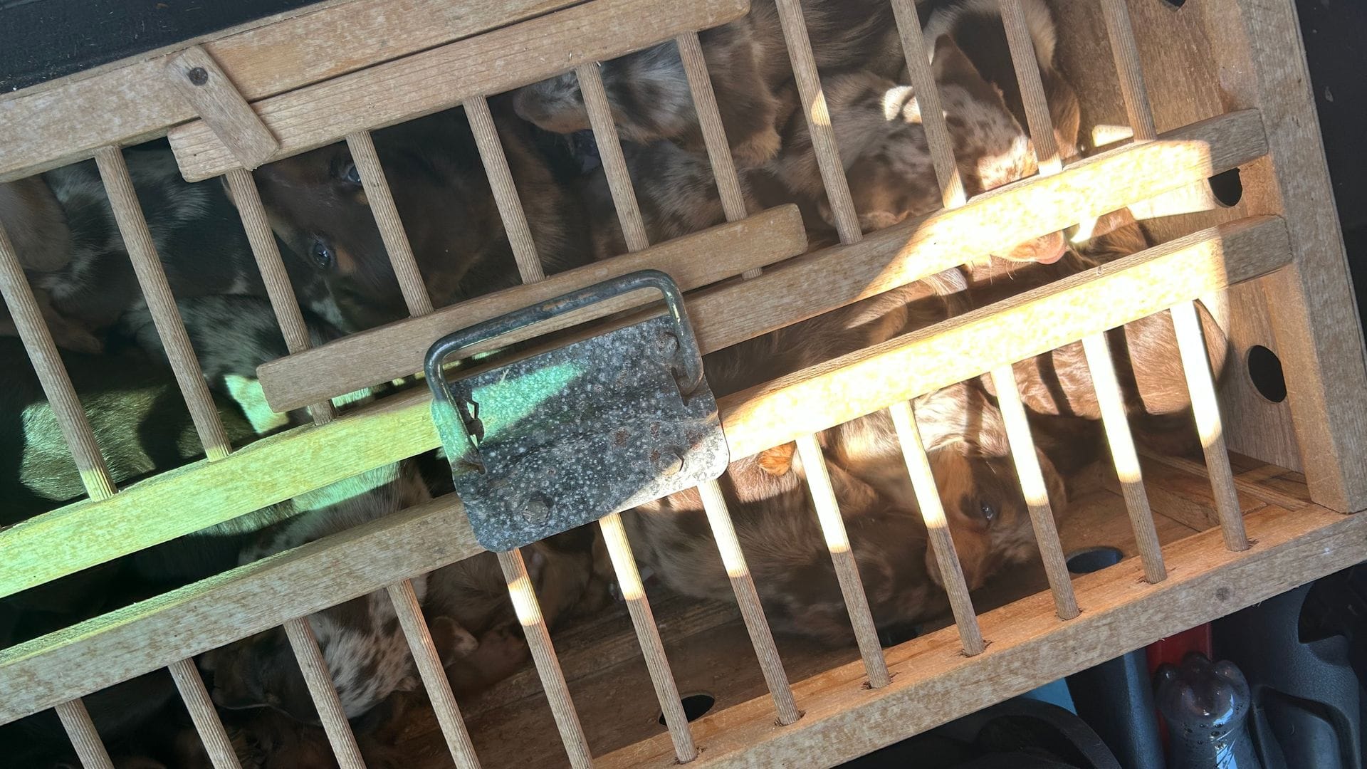 Viele der Tiere waren in einer Taubenbox eingesperrt.